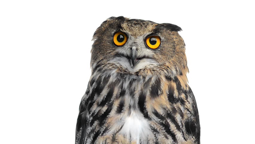 Close-up of an Eurasian eagle owl looking around