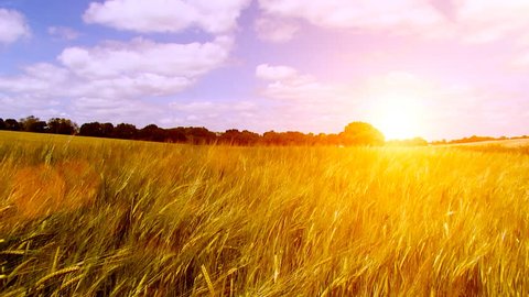 Glowing Sunset Over Corn Field Stock Footage Video (100% Royalty-free ...