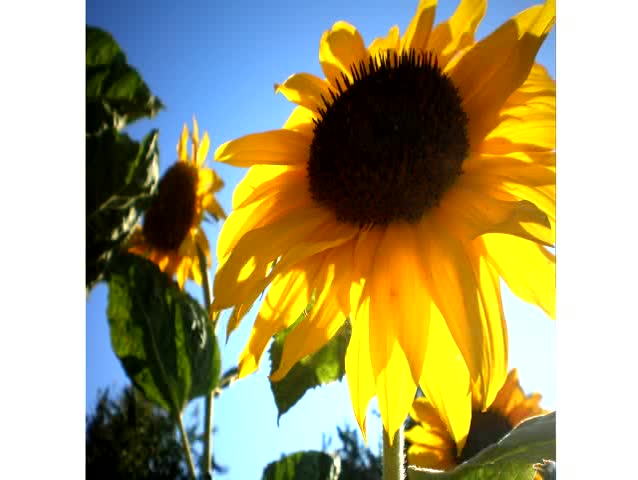 sunflower