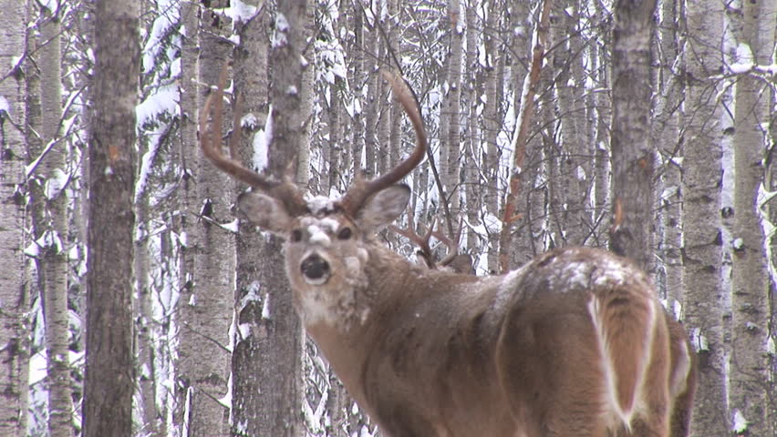 Whitetail Deer in Saskatchewan 