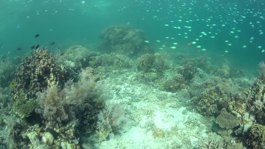 A healthy coral reef, in between the islands of Cebu and Bohol, harbors a wide