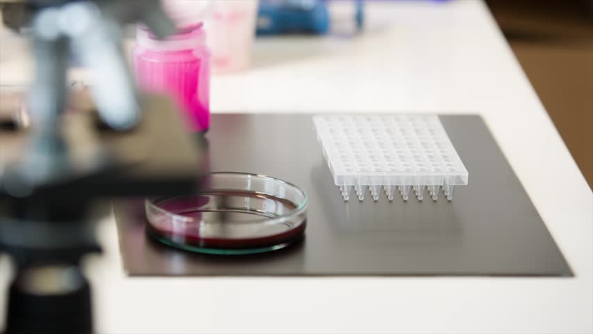 filling tray with multi-pipette in the genetic laboratory