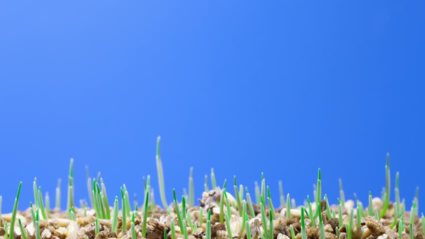 growth of green grass plants