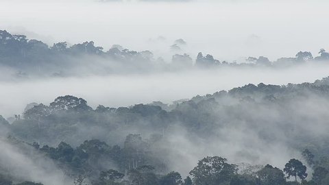 Morning fog in dense tropical rainforest, Misty mountain forest fog 