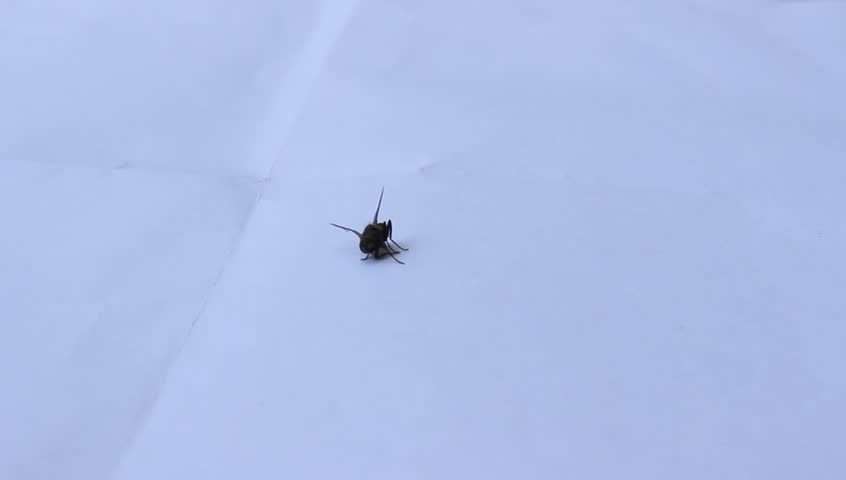 catch flies