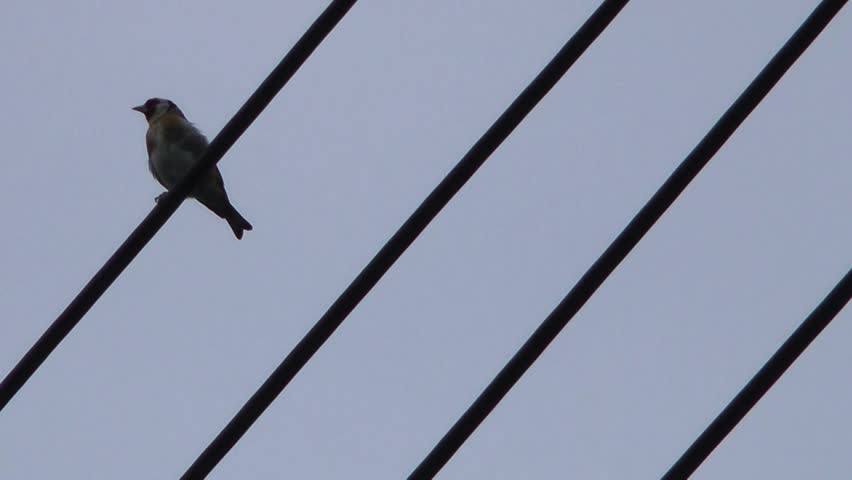 Bird on Telegraph Lines - Goldfinch