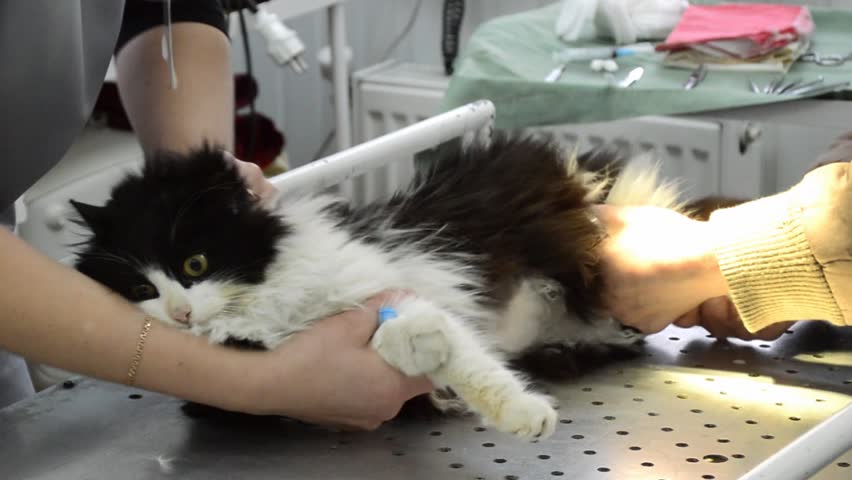 intramuscular injection cat