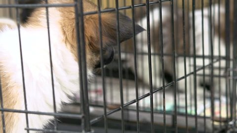 Puppies up for adoption in cages Stock Video