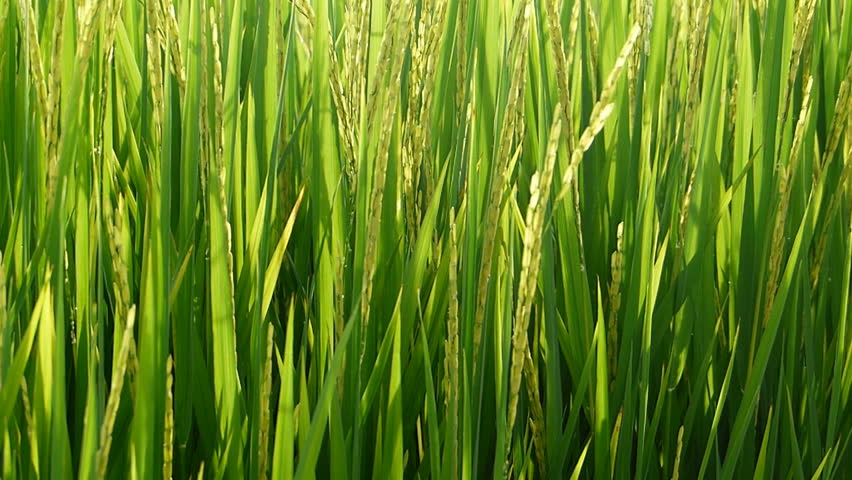 Rice fields in the morning. | Shutterstock HD Video #4522235