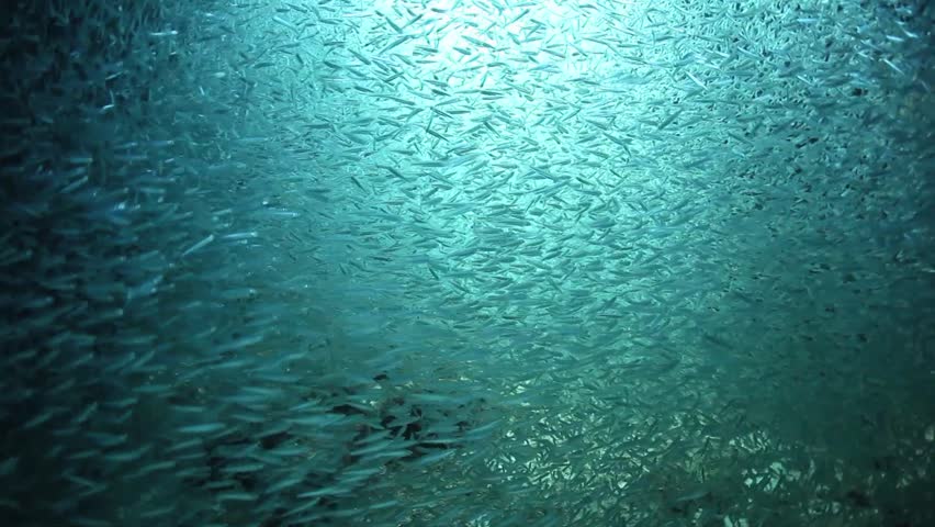 Small, silvery silversides school together in a famous dive site called Devil's