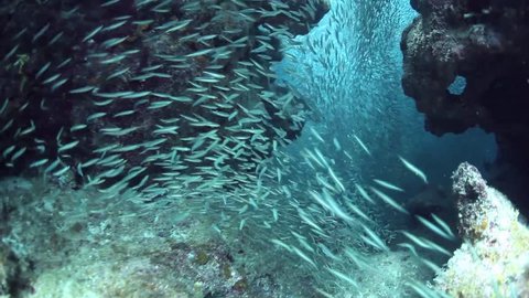 Small, silvery silversides school together in a famous dive site called Devil's Grotto off Grand Cayman Island.  Predators, such as Tarpon, cruise through the grotto waiting for twilight to hunt.