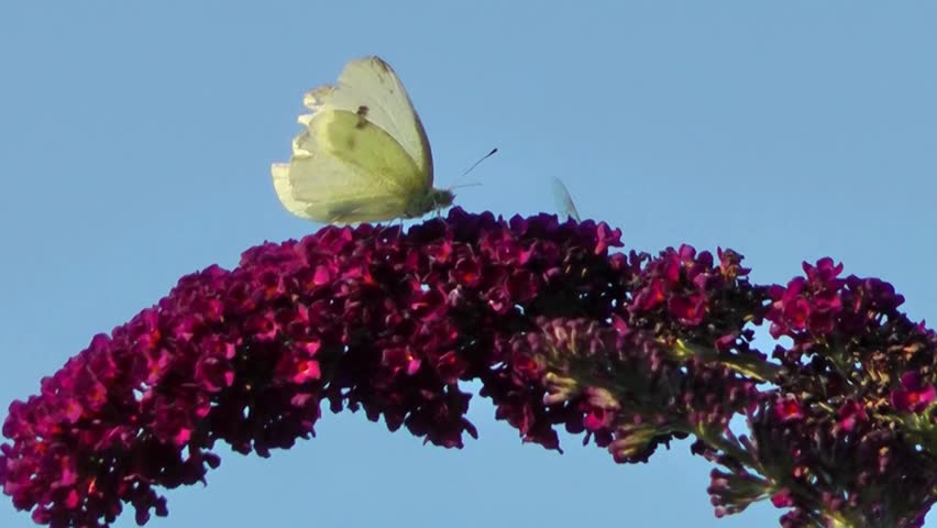Cabbage White Butterfly feeding on Buddleia Flowers