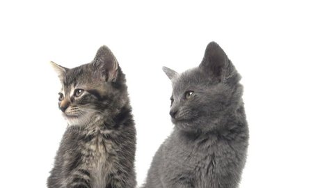 Two baby American shorthair kittens looking back and forth on white background