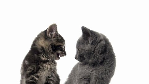 Two baby American shorthair kittens looking back and forth on white background