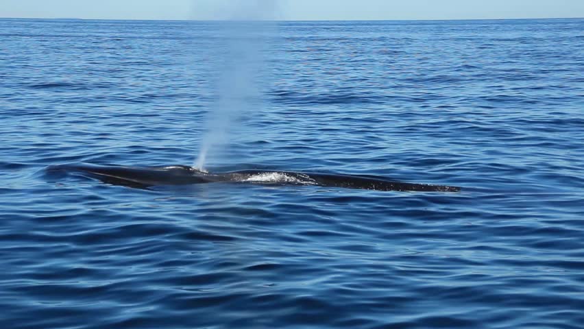 A fin back whale breaches in the ocean.