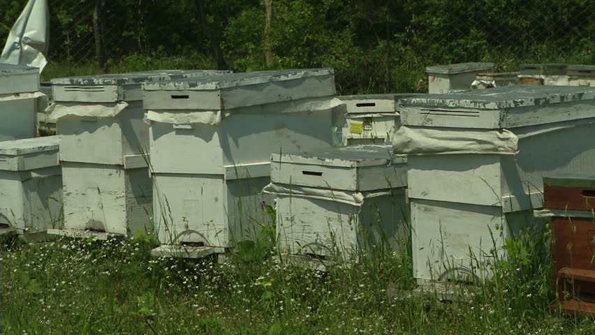 Honey bees. Honeycomb.