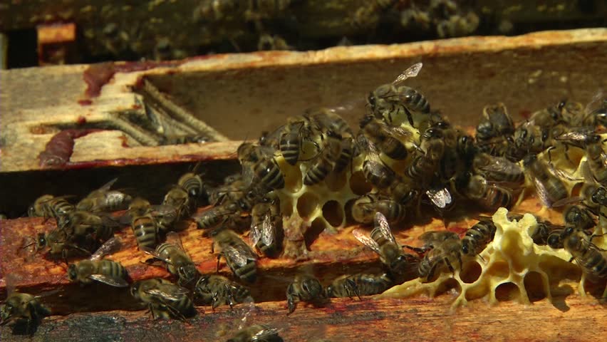 Worker bees on honey cells.