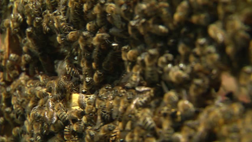 Worker bees on honey cells.