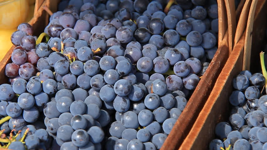 Purple Grapes 1. Clusters of ripe purple grapes at a farmers market.