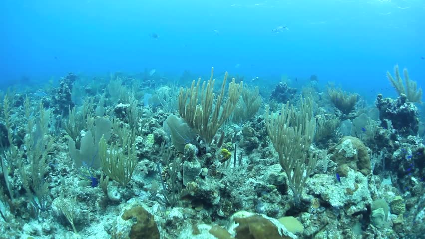 A diverse coral reef off of the east side of Grand Cayman is dominated by