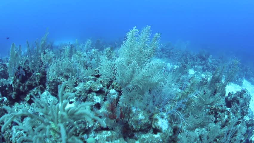 A diverse coral reef off of the east side of Grand Cayman is dominated by