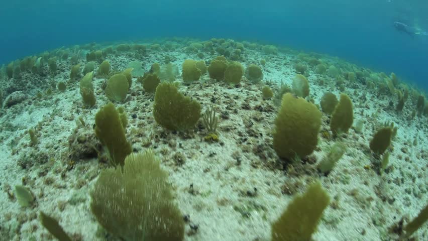 A shallow coral reef off of Grand Cayman Island is dominated by different