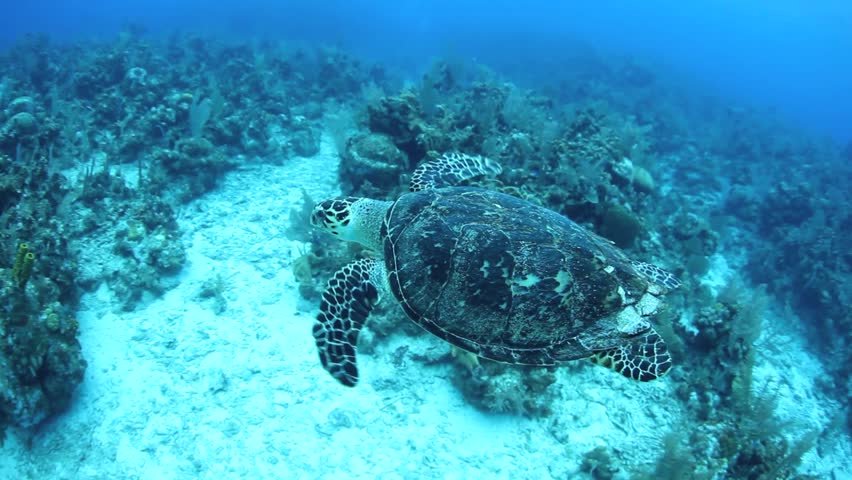 A Hawksbill turtle (Eretmochelys imbricata) is found swimming over a coral reef