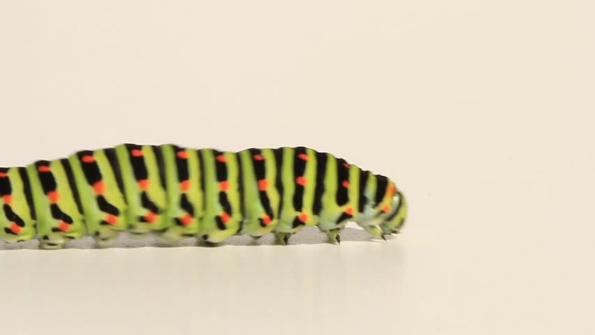 Swallowtail Caterpillar 