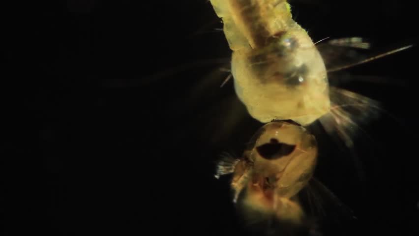 Head of a mosquito larva