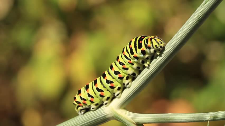 Swallowtail caterpillar moving