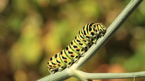 Swallowtail caterpillar moving