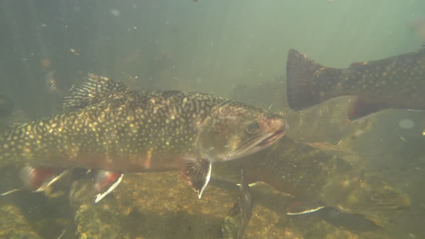 Swarm of Brook trouts