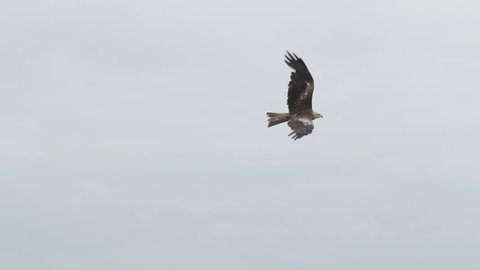 Hawk flying in the sky. Slow motion. 