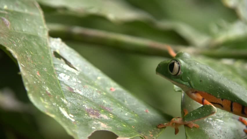 Barred monkey frog (Phyllomedusa tomopterna) walking