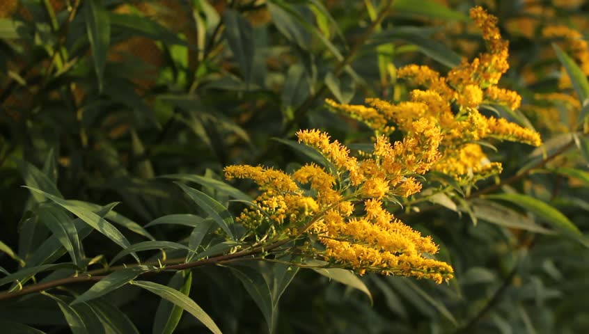 Flowering goldenrod in August. Sunlight at sunset light swaying in the wind yellow flowers. Royalty-Free Stock Footage #4536209