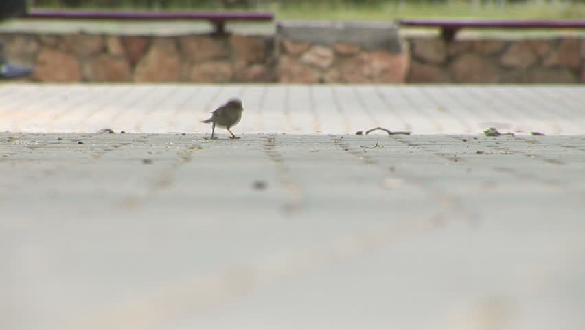 Sparrow in park skips on a path