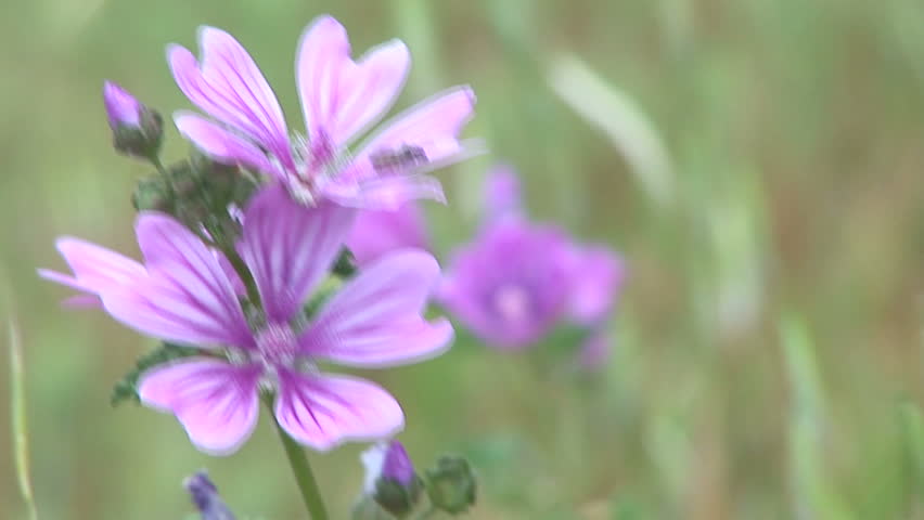 Field violet flower for a background