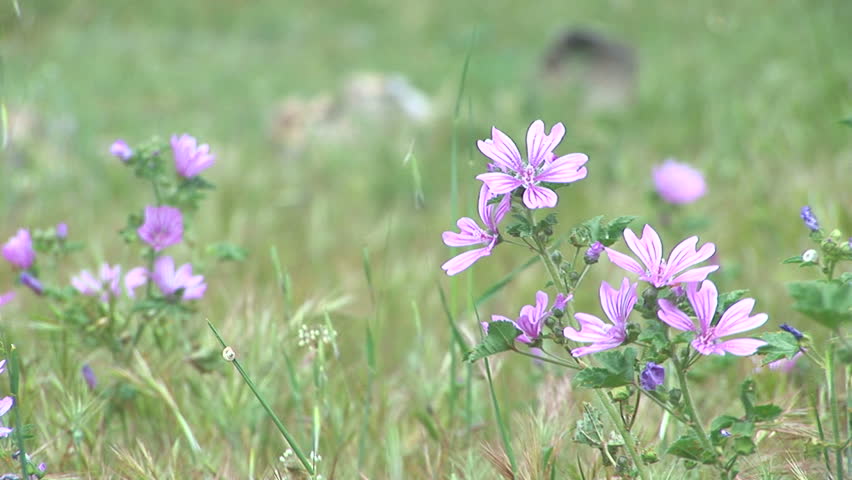 Field violet flower for a background