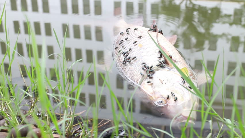 dead fish in polluted water 