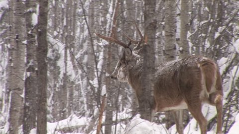 Whitetail Deer in Saskatchewan , Two large bucks circling each other preparing to fight.