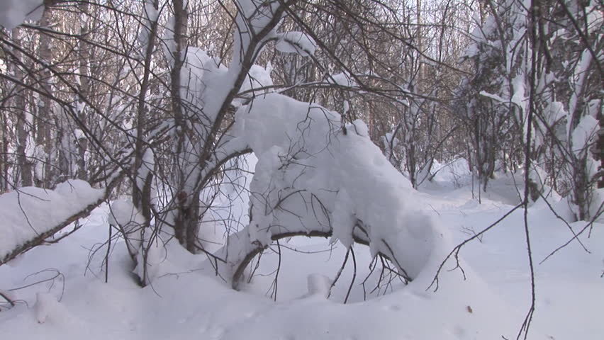 Snow in Saskatchewan Winter