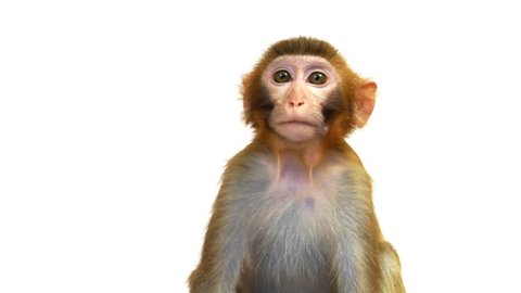 Java Macaque Monkey Isolated on White Background