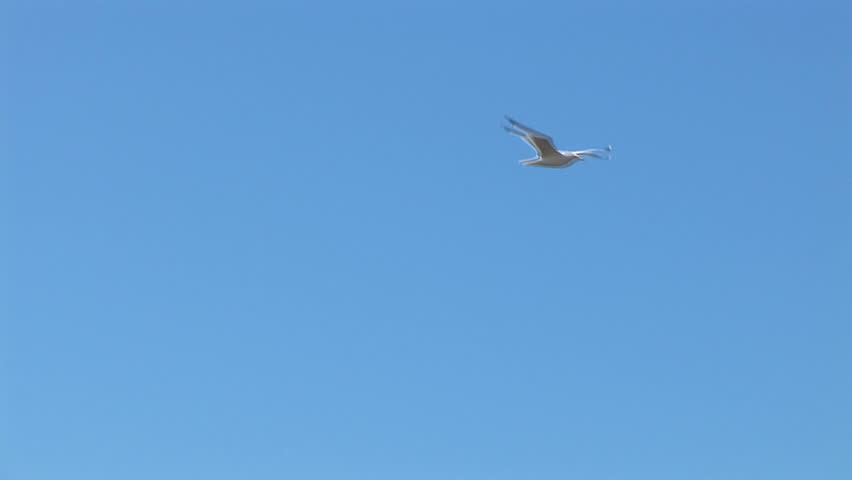 Seagull flies in the sky over Black sea