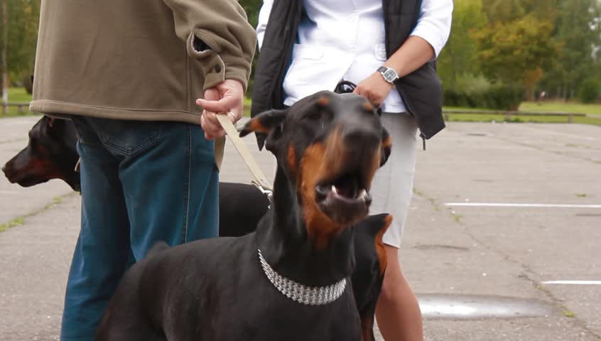 doberman diamond collar