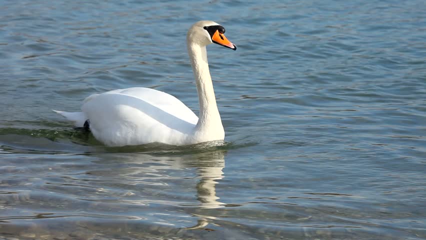 White Elegant swan swiming on the lake