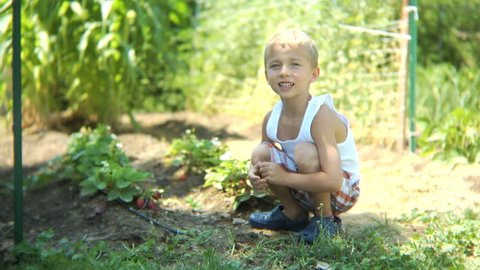 Young boy in garden picking strawberries