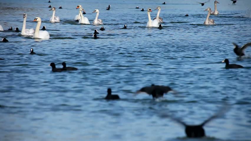 Swans and black bird
