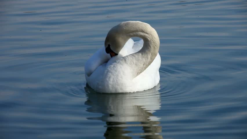 Swan celan self