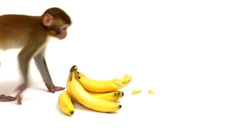 Monkey eating bananas
