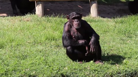 Funny angry Chimp yelling and claiming for peanuts